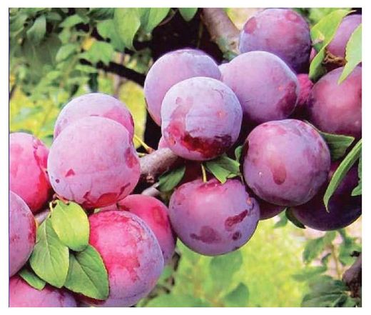 Слива ксения описание сорта фото Купить Алыча/Русская слива PlantMarket Путешественница, С5-С7 (57576) в интернет