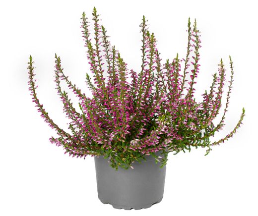 Вереск обыкновенный рэд пимпернел. Вереск ред промо. Вереск calluna vulgaris. Вереск ред промо. Вереск ред промо.