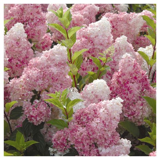 Купить Гортензия метельчатая Pinky Promise - Гортензия - GardenPlants