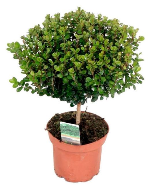 Мирт Myrtus d12 h30