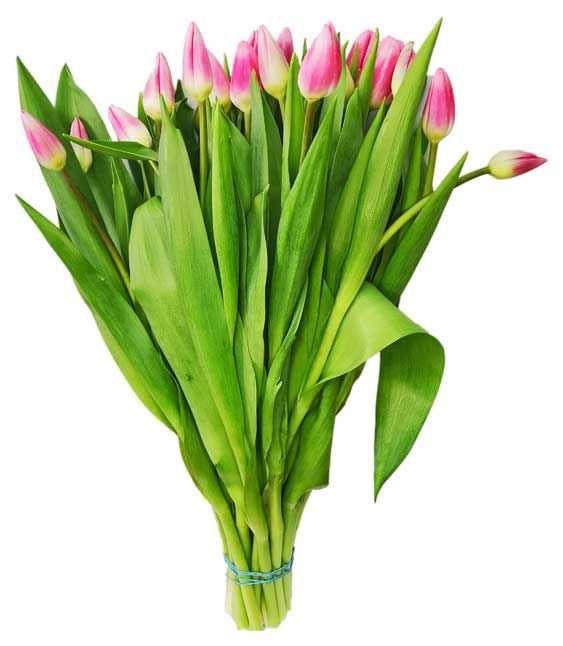 Букет тюльпанов Агрони моно h 40 см, 25 шт в ассортименте