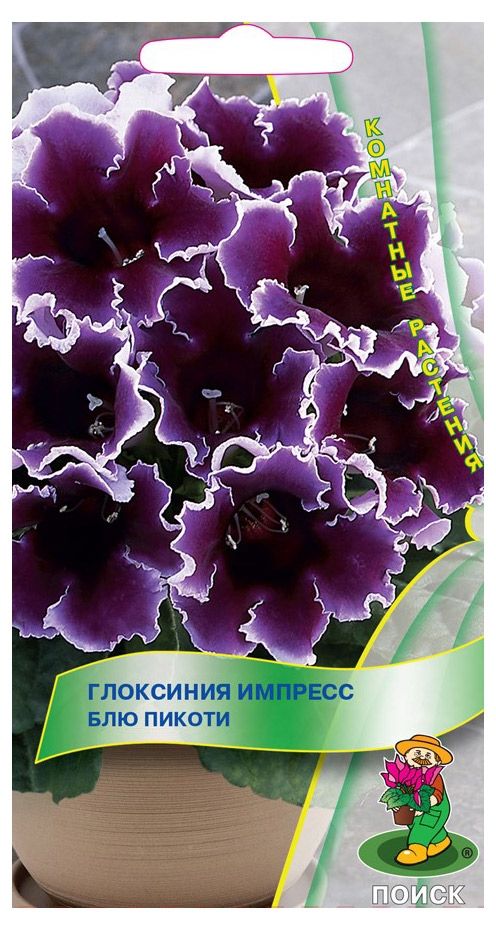 Семена Глоксения Поиск Импресс блю пикоти, 5 шт