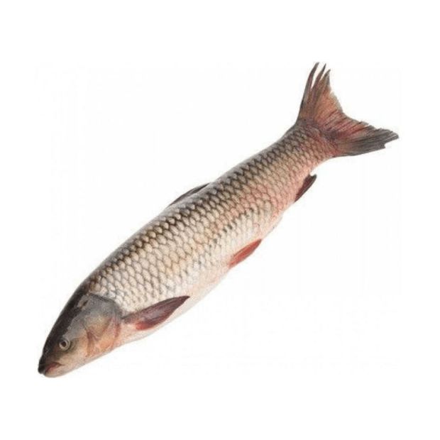 Белый амур рыба польза. Белый Амур рыба. Живая рыба белый Амур. Белый Амур 2 кг. Белый Амур свежемороженый