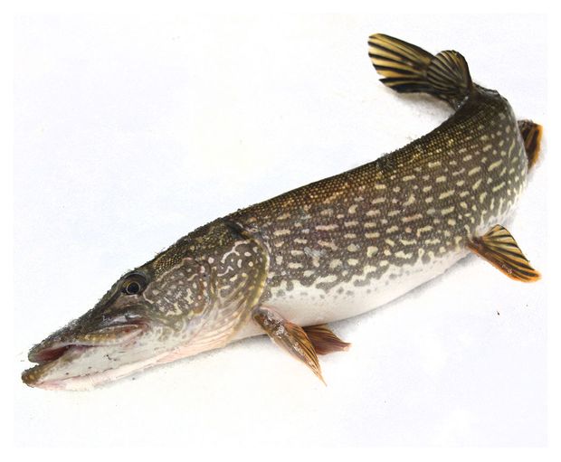 Щука охлажденная потрошеная с головой, вес