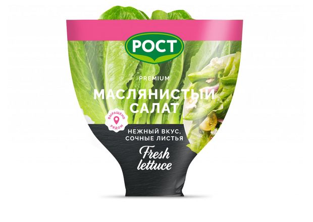 Салат маслянистый зеленый в горшочке, 1 шт