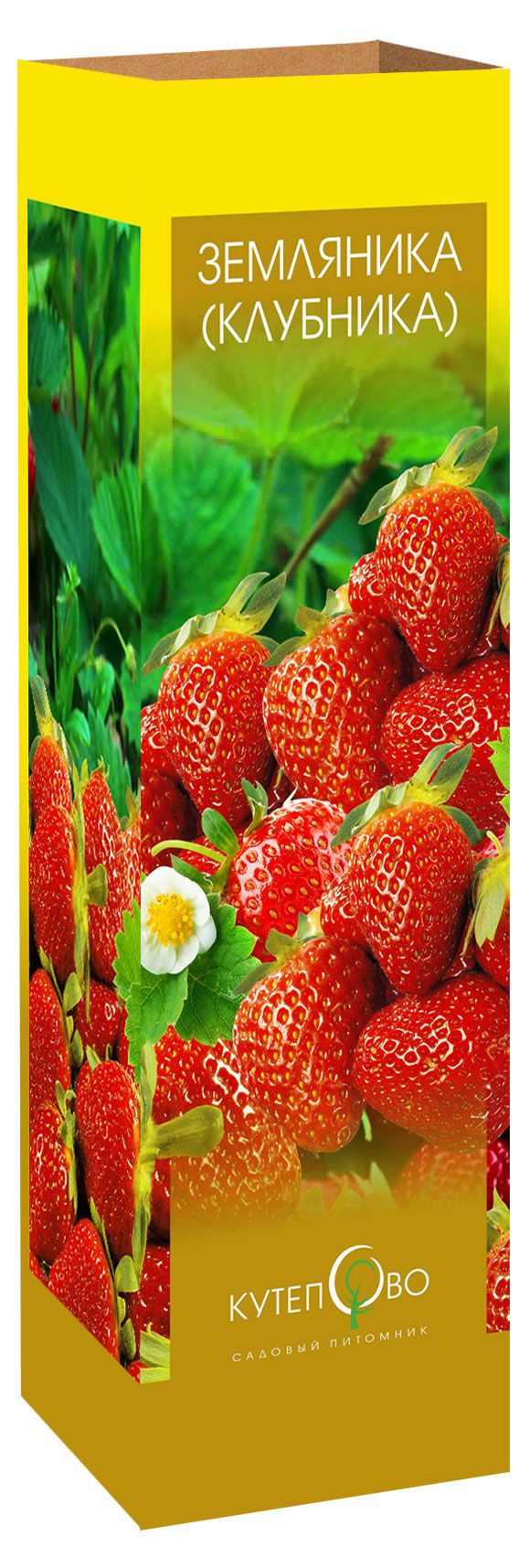 Саженцы Земляника садовая Вима Рима, 3 шт