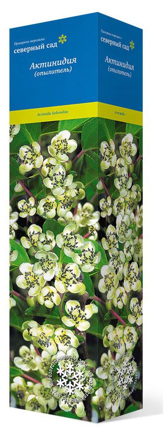 Актинидия Поиск 579₽