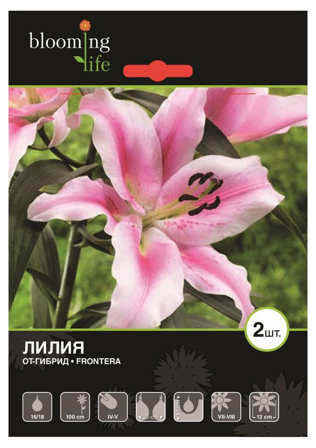 Oriental Lilium 'Frontera' - Tesselaar