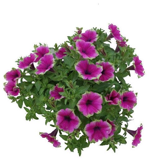 Петуния каскадиас рим питайя