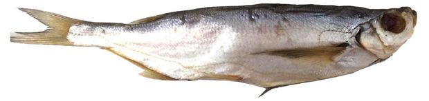 Чехонь вяленая вес 85₽