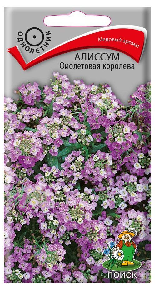 Семена Алиссум Поиск Фиолетовая королева, 0,3 г
