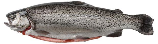 Форель охлажденная Горная потрошеная с головой вес 700₽