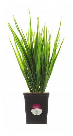 Растение искусственное Greener Осока Бани кашпо 25 см 100₽