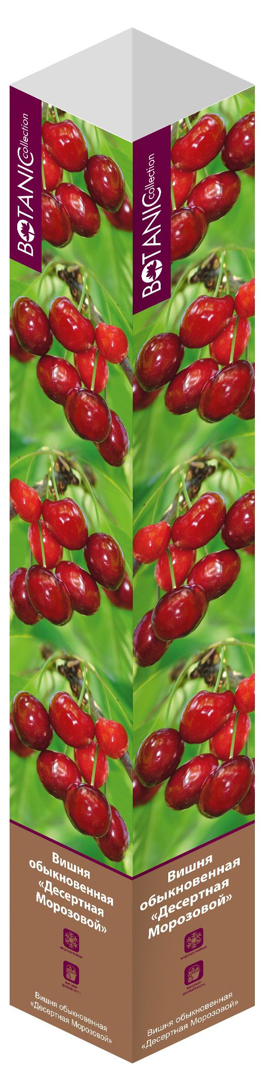 Вишня десертная Морозовой