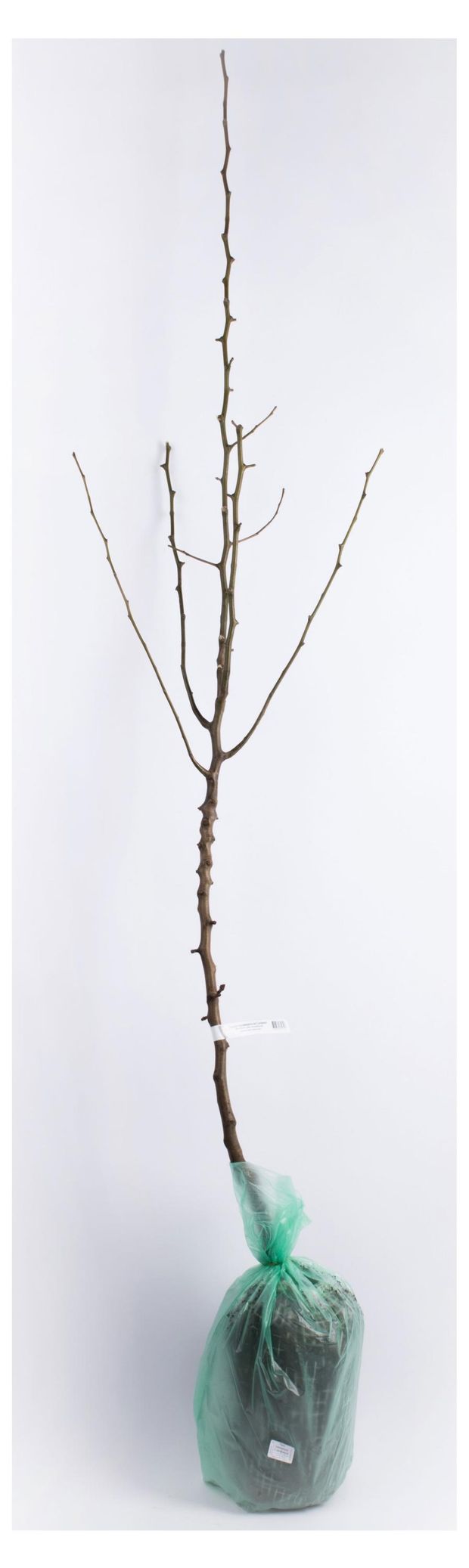 Саженцы Поиск Груша 2-х лет в сетке, 1 шт