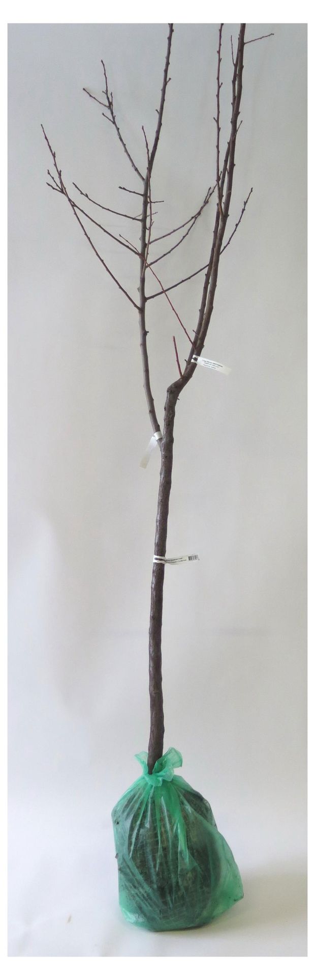 Саженцы Поиск Груша Дерево-сад, 1 шт