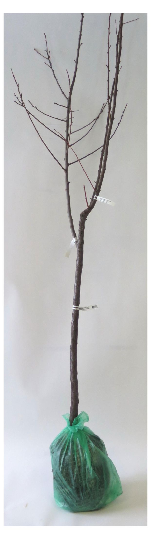 Саженцы Поиск Яблоня дерево-сад, 1 шт