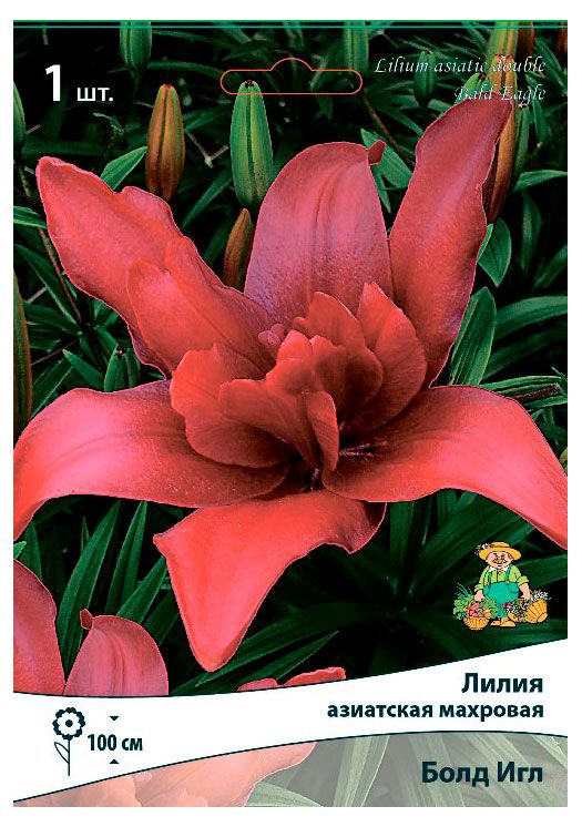 Лилия болд игл (60 фото)