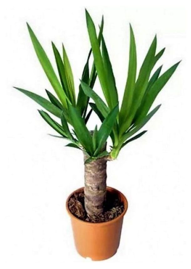 Юкка микс в горшке d 11 h 45 см 1250₽