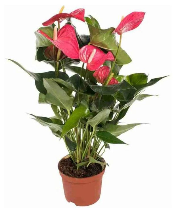 Живое растение Антуриум Андреанум в горшке d 10,5 h 40 см, 1 шт