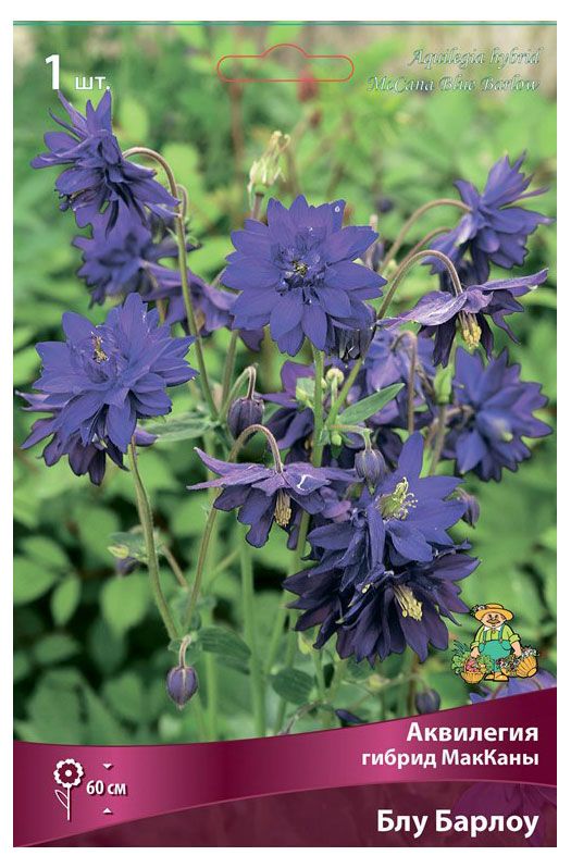 Луковичные цветы Поиск Многолетник микс, 1 шт