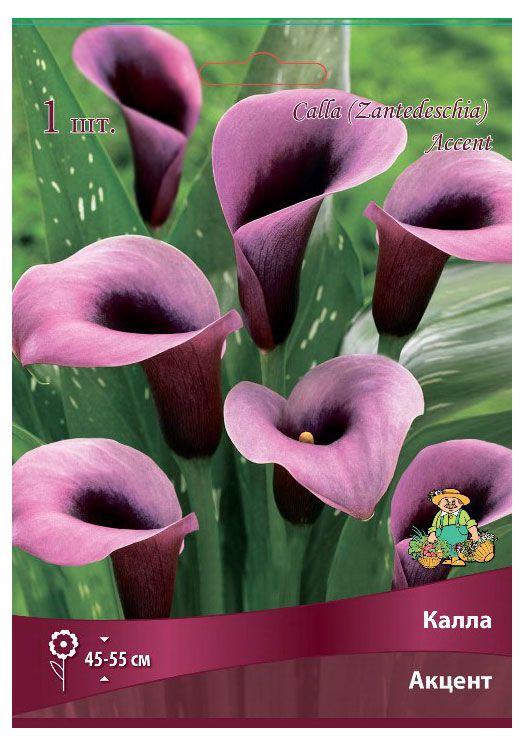 Луковичные цветы Поиск Калла луковица, 1 шт