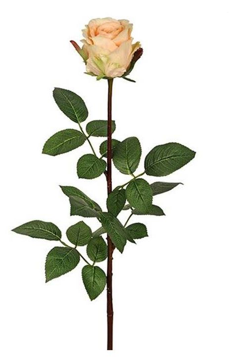 Роза Florentika h 50 см, 1 шт