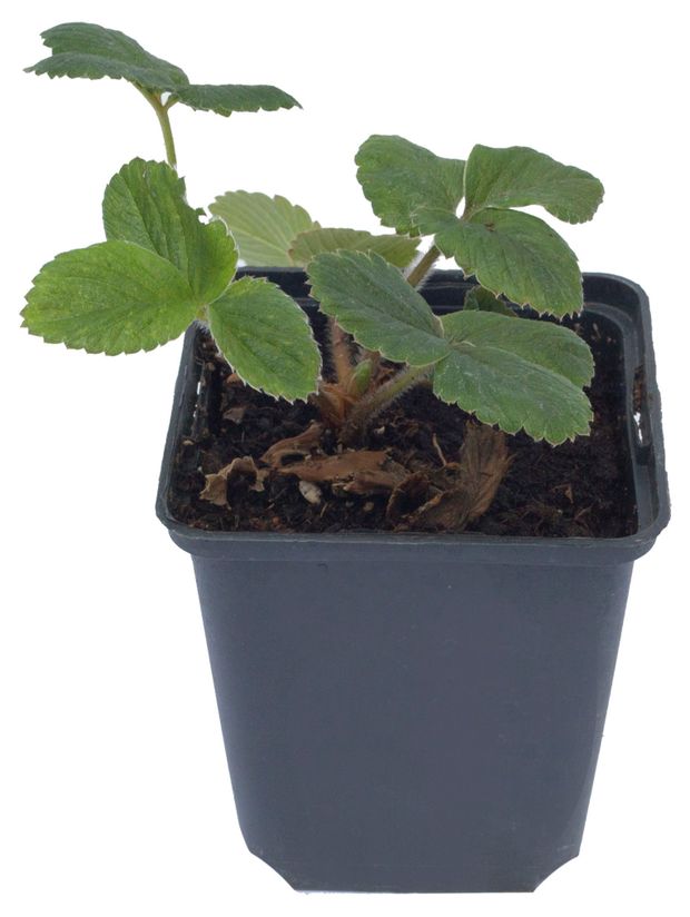 Рассада ягод Лаванда Земляника живая садовая Вима-Ксима в горшке P9 50₽