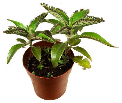 Живое растение суккулент Каланхоэ Пинатум в горшке d 8,5 h 15 см, 1 шт