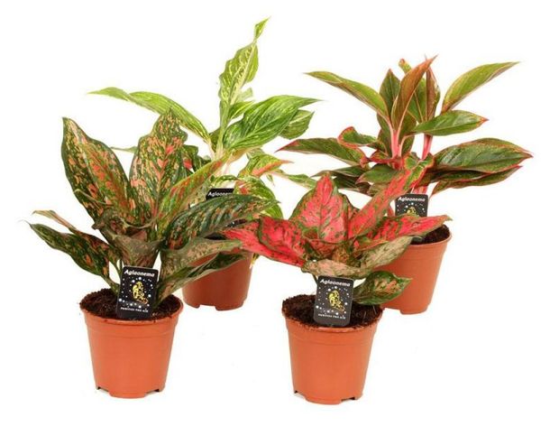 Живое растение Аглаонема микс в ассортименте в горшке d 12 h 35 см, 1 шт