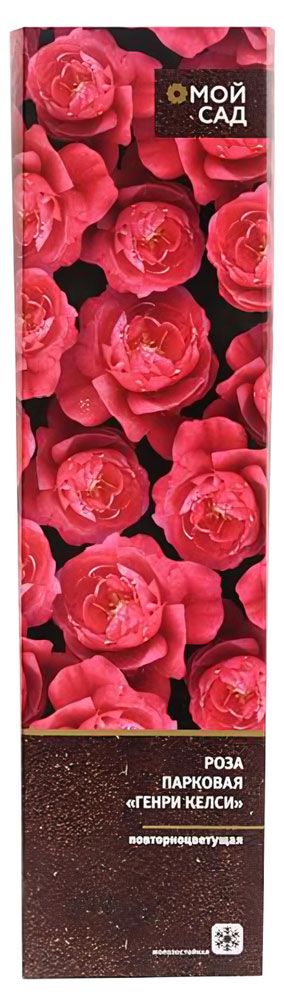 Роза парковая микс, 1 шт