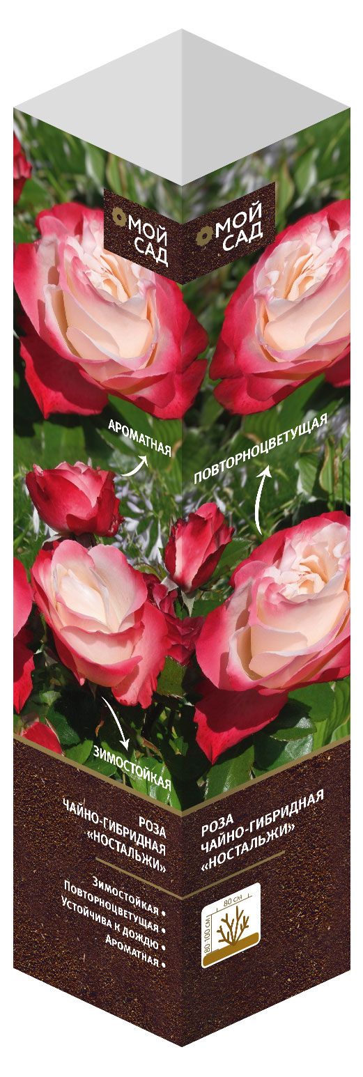 Роза чайно-гибридная микс, 1 шт