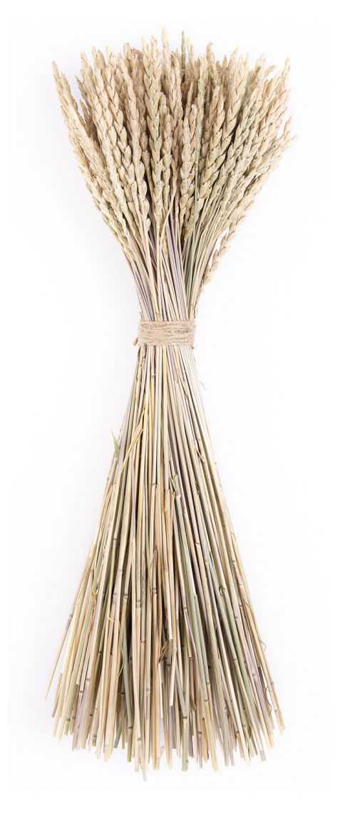 Букет сухой Стильный Дом Спельта 50 см 299₽