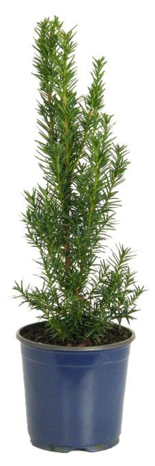 Саженцы Тис средний PlantMarket Хиксии в горшке С1 h 20-30 см 599₽