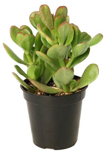 Живое растение суккулент Крассула (Толстянка) Овата в горшке d 10 h 20 см, 1 шт