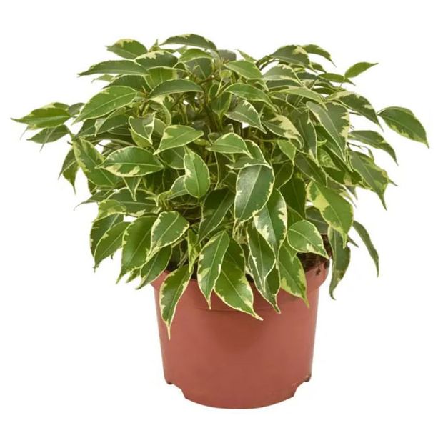 Фикус Бенджамина Кинки в горшке, d 12 h 27 см