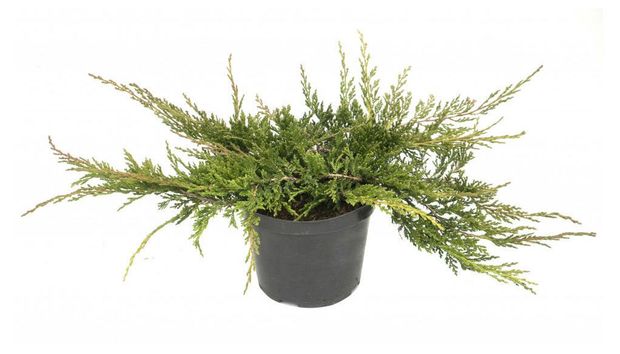 Саженцы хвойных кустарников Можжевельник Принц Уэльский горизонтальный стелющийся в горшке 1 шт 610₽