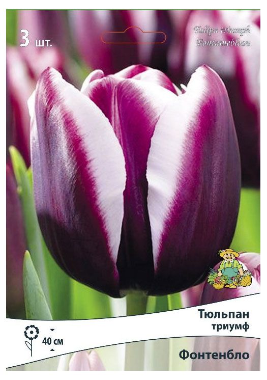 Тюльпан триумфатор. Тюльпан фонтенбло (триумф). тюльпан триумф джекпот. тюльпаны триумф сорта. тюльпан alexander pushkin (лук. в уп. 10).