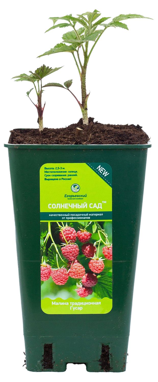 Саженцы плодово-ягодных кустарников Малина ЕТК в горшке 2 л 491₽