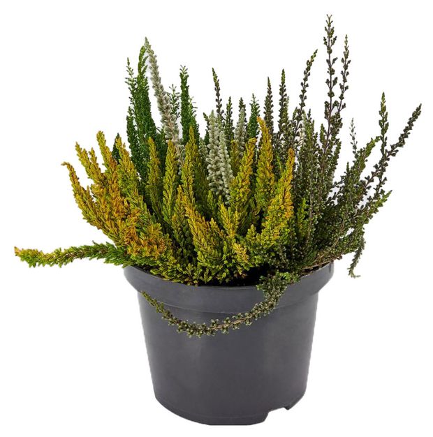 Саженцы Вереск Гарден Герлз почвопокровный в горшке, d 9 h 15 см