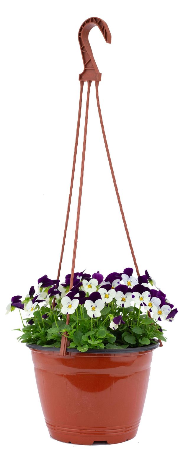 Рассада цветов Виола ЕТК в кашпо, D16