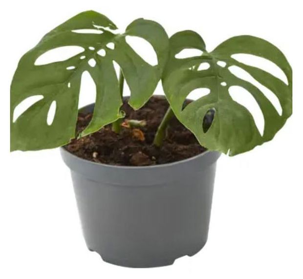 Монстера микс мини в горшке, d 6 h 10-15 см