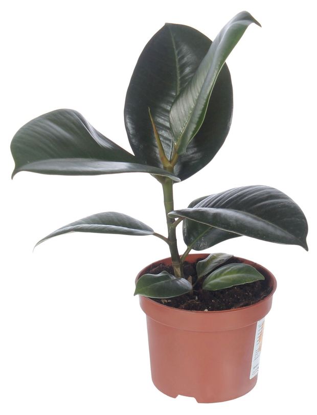 Живое растение Фикус Elastica в ассортименте дерево в горшке d 12 h 40 см, 1 шт