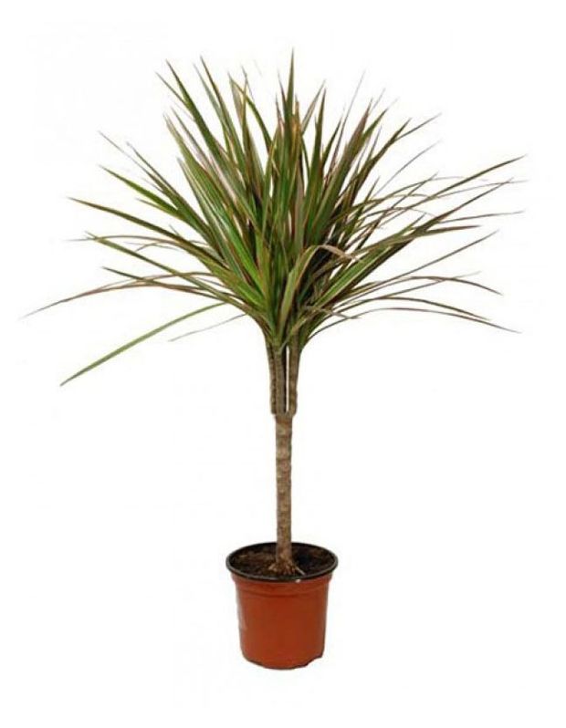 Живое растение Драцена Маргината в горшке d 12 h 60 см, 1 шт