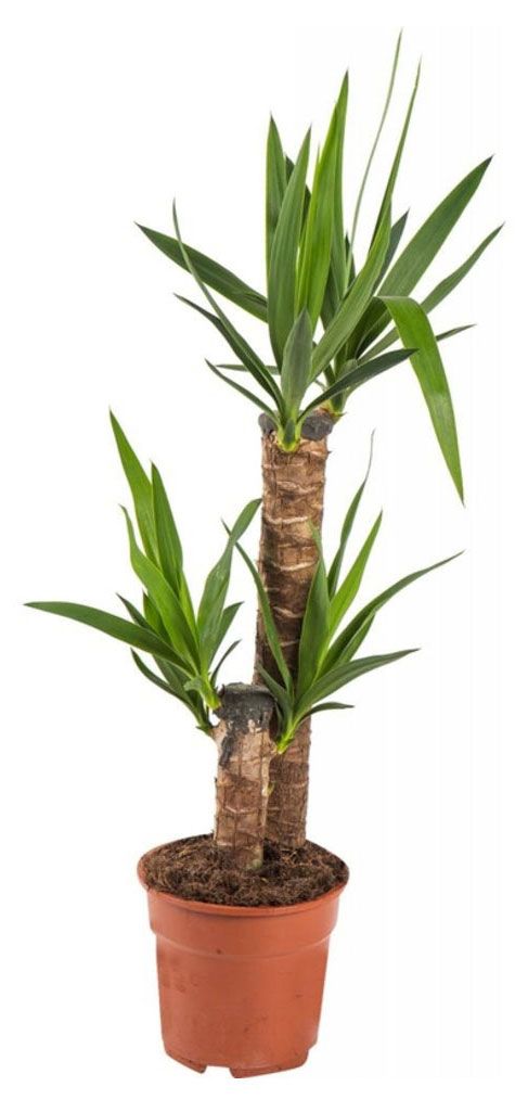 Юкка Пальма 2 стебля в горшке, d 17 h 75 см