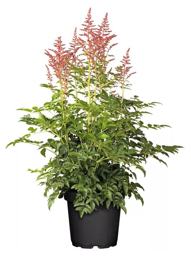 Рассада многолетних цветов Астильба японская PlantMarket Пич Блоссом, d 15 см