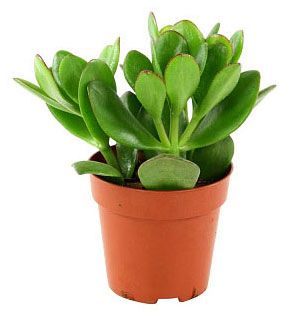 Крассула Овата в горшке, d 12 h 20 см