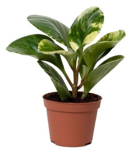 Живое растение Пеперомия Грин Голд в горшке d 12 h 20 см, 1 шт