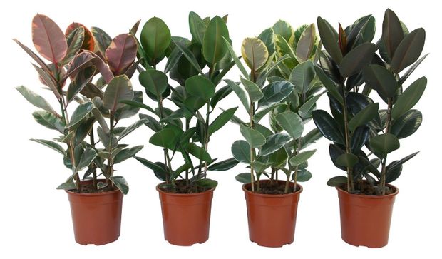 Фикус Эластика микс 3рр в горшке, d 19 h 55 см