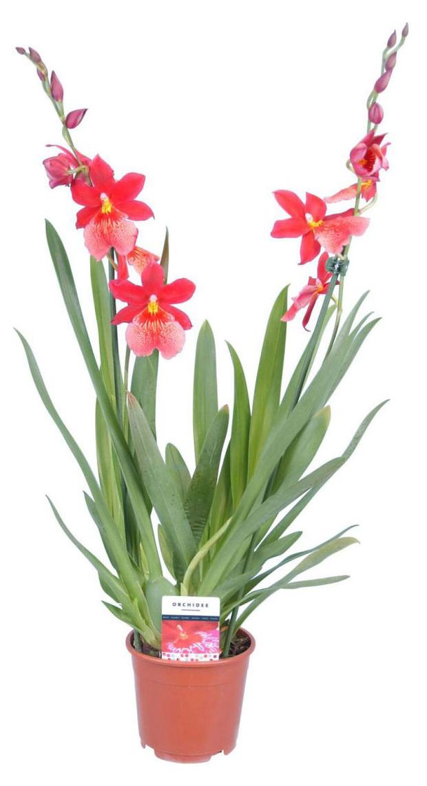 Орхидея Камбрия микс 1 стебель в горшке d 12 h 50 см 1653₽